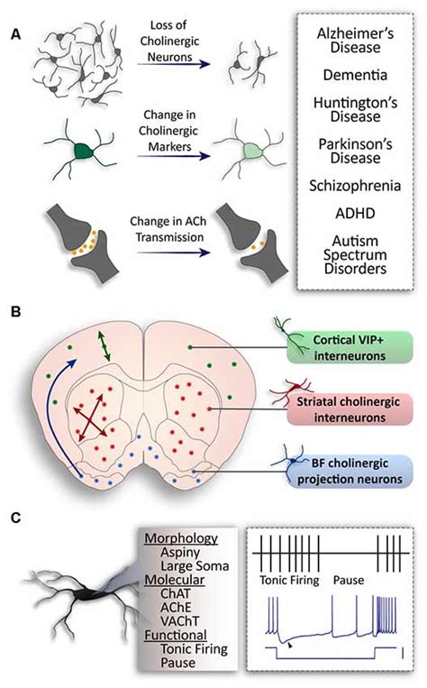 cholinergic neurons|cholinergic neurons meaning.